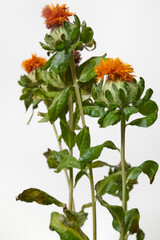 紅花 サフラワー Carthamus tinctoriu