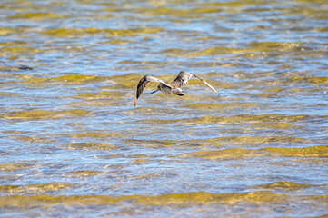 Curlew Sandpiper Flying