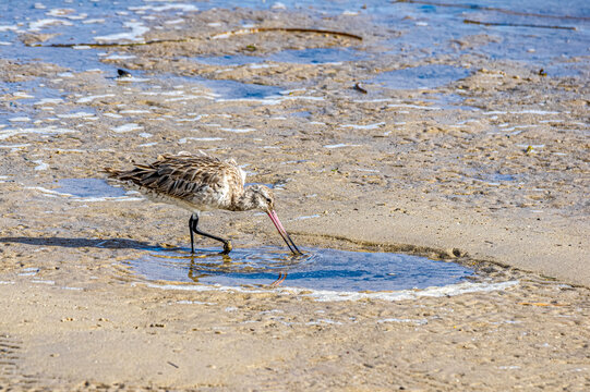 Curlew Sandpiper In Pool