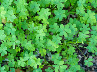 close view of oxalis leaves