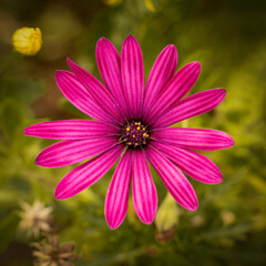 Obraz premium Margarita Fucsia