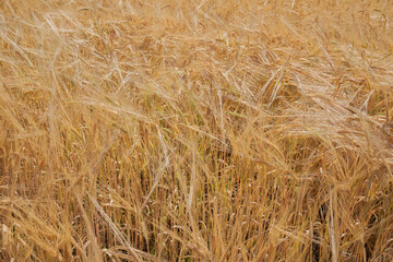 Wheat field close up