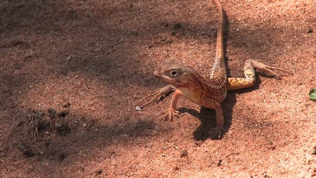 マダガスカル