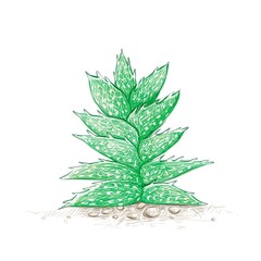 Herbal and Plant, Hand Drawn Illustration of Aloe Juvenna or Tiger Tooth Aloe Cactus for Garden Decoration.
