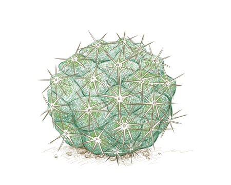 Illustration Hand Drawn Sketch of Cumulopuntia Cactus Plant for Garden Decoration.
