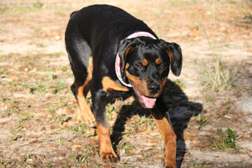 Rottweiler teenage puppy enjoying the outdoors