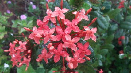 red flowers in the garden