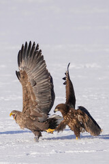 オジロワシの戦い