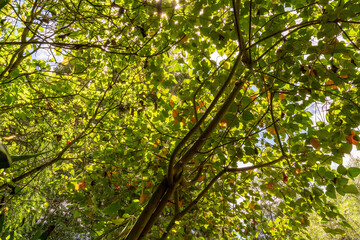 Green Leaves HDR