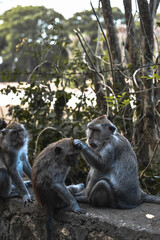 Uluwatu Monkey Park