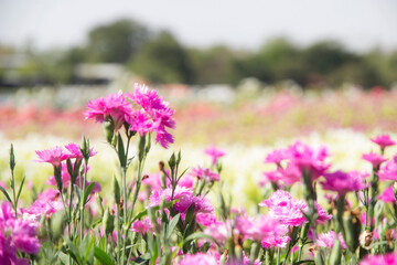 blur picture pink beautiful  flower in the garden for wallpaper or backgrpund