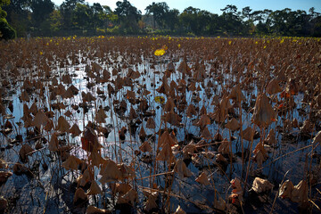 葉っぱが枯れた蓮池の風景