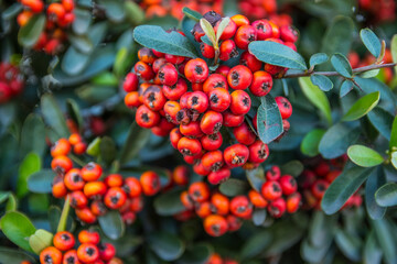 Red Palm Berries in Palm Springs, California