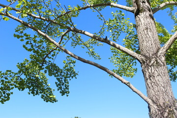 届かない高い木の枝