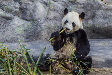 Toronto, Canada - March 12, 2016: Giant panda Da Mao eating bamboo in Toronto Zoo, Canada. 