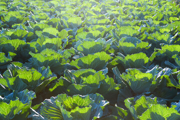 Tuberous green cabbage grows in an Asian farmer's field.
