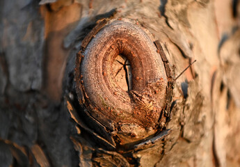 Traces of tree pain...a gnarl