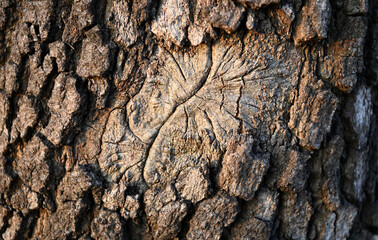 Traces of tree pain...a gnarl