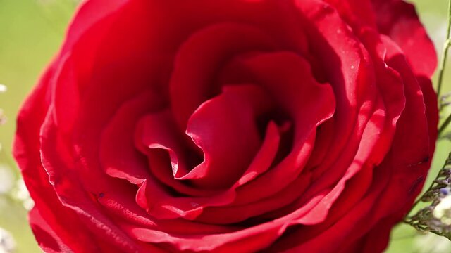 Close up shot Red Rose flower on Rose garden background, Selective focus  red roses flowers valentine concept.