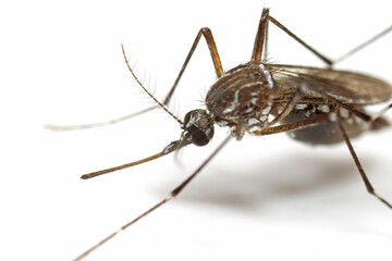 Macro Photo of Yellow Fever Mosquito Isolated on White Background