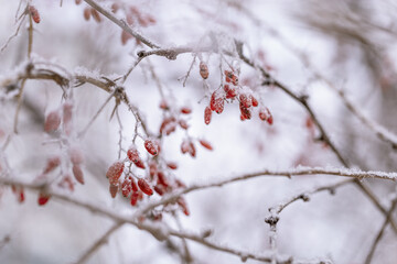 Frozen red berries of barberry. Calm natural winter background. Sunny winter day. Restrained beauty...