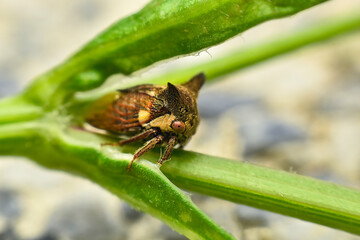 Macro Strang Treehopper at park in Bangkok Thailand