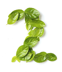 Obraz premium fresh green leaves isolated on white background . two shape fresh green leaf.