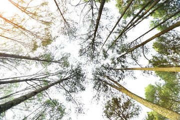 Landscape the big tree in forest