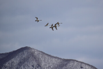 冬空を飛ぶ白鳥