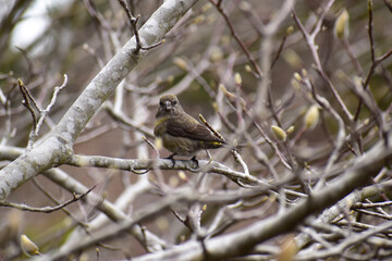 木に止まる早春のイスカ
