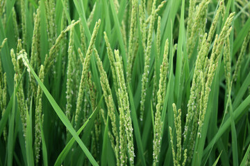 Fototapeta na wymiar summer Green rice field.