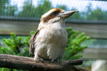 Australian bird of prey brown beige Laughing Kookaburra (Dacelo novaeguineae) with tapered eyes, sitting on a branch against a background of green bushes, in the summer during the daytime.