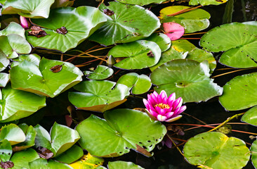 A purple-white water lily (lotus), on the water among large green, heart-shaped leaves, in the summer during the day.