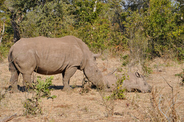 Fototapeta premium White rhino with her baby