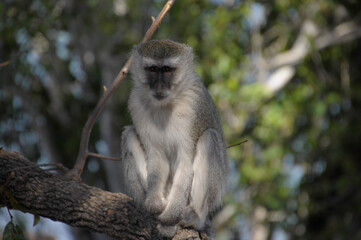 Vervet monkey on a tree branch