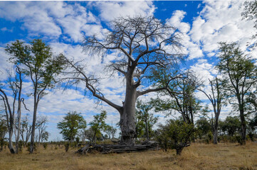 Baobab tree with sky and clouds