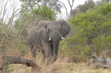Fototapeta premium Elephant walking among trees