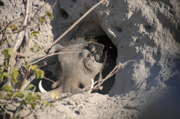 Warthog in a termite mound