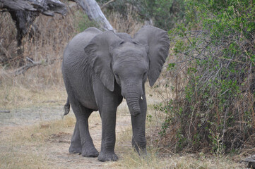 Fototapeta premium Baby elephant with injured trunk
