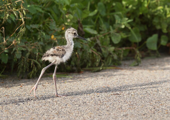 The chick of black-necked stilt (Himantopus mexicanus) 