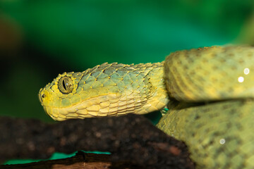 African green bush viper (Atheris squamigera)