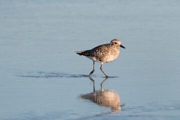 The grey or black-bellied plover (Pluvialis squatarola)
