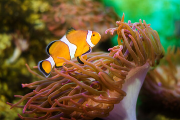 Naklejka na ściany i meble Clownfish or anemonefish in brunches of anemone