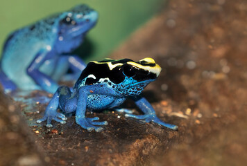 Dendrobates tinctorius, dyeing poison-arrow frog close up