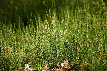 Solar summer morning in the wood. Young fresh escapes of a wild heather grow at a green wall.