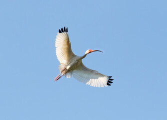 American white ibis (Eudocimus albus) flying
