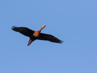 Black-bellied whistling duck (Dendrocygna autumnalis) in flight