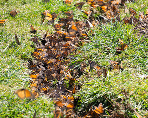 Monarch Butterflies drinking water on the ground at the Monarch Butterfly Biosphere Reserve in Michoacan, Mexico, a World Heritage Site. 