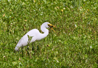 Great white heron (Ardea alba)