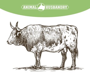 Breeding cattle. American bull. vector sketch on white background